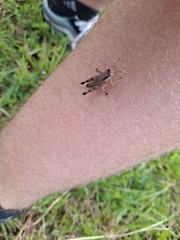 Dichromorpha viridis