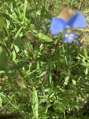 Commelina dianthifolia