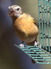 Pheucticus melanocephalus