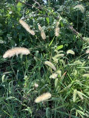 Setaria faberi