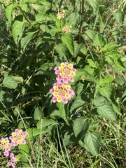 Lantana × strigocamara