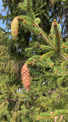 Picea abies