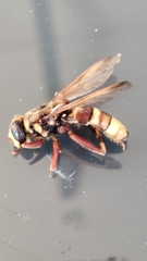 Milesia crabroniformis
