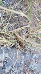 Hyles euphorbiae