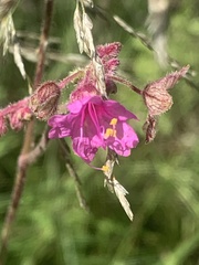 Mirabilis linearis