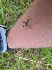 Dichromorpha viridis