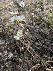 Cerastium arvense