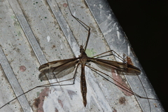 Tipula furca