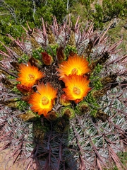 Ferocactus wislizeni