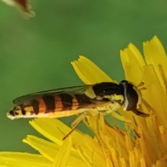 Sphaerophoria scripta