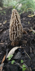 Morchella rufobrunnea