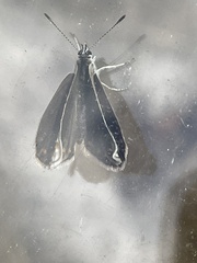 Polyommatus icarus