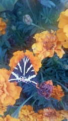 Euplagia quadripunctaria