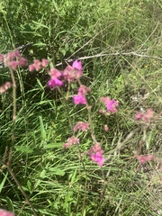 Mirabilis linearis