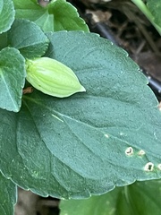 Viola mirabilis