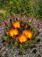 Ferocactus wislizeni