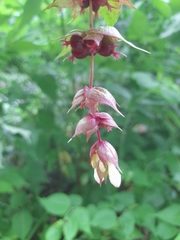 Leycesteria formosa