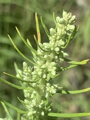 Artemisia campestris