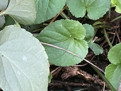 Viola mirabilis