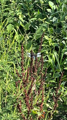 Libellula luctuosa