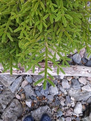 Picea