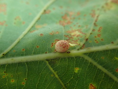 Neuroterus anthracinus