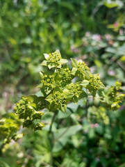 Bupleurum aureum