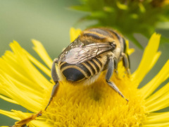 Eutricharaea