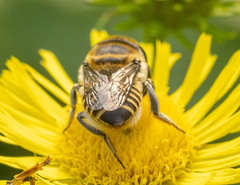 Eutricharaea