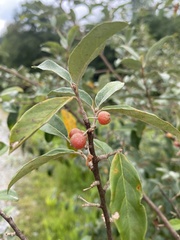 Elaeagnus
