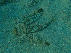 Dactylopterus volitans