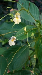 Impatiens parviflora
