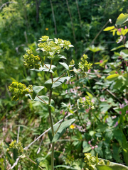 Bupleurum aureum
