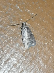 Agonopterix heracliana