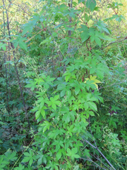 Humulus scandens