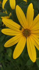 Diabrotica undecimpunctata