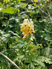 Corydalis nobilis