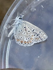 Polyommatus icarus