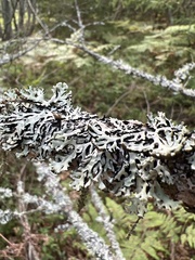 Hypogymnia physodes
