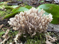 Clavulina coralloides