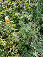 Corydalis nobilis