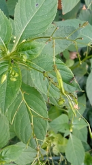 Impatiens parviflora