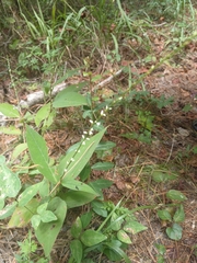 Persicaria virginiana