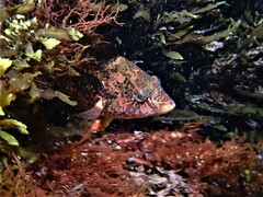 Notolabrus parilus