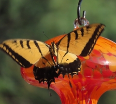 Papilio multicaudata