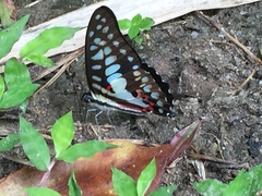 Graphium doson evemonides