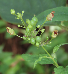 Scrophularia marilandica