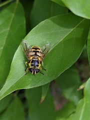 Myathropa florea