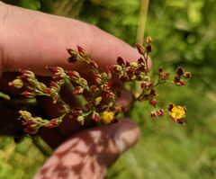 Hypericum canadense