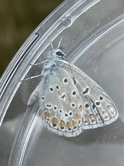 Polyommatus icarus